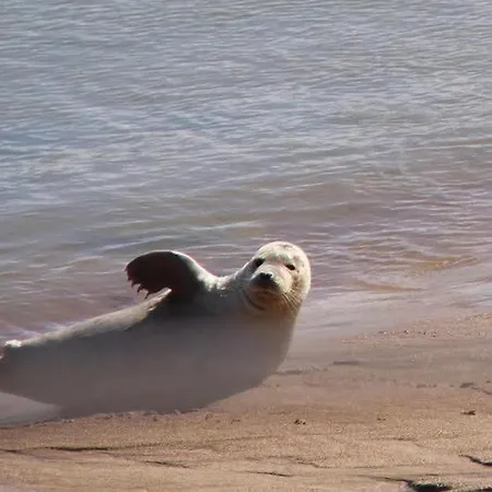 Apartment Zeezicht Ostende